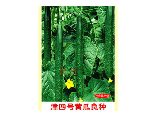 津四號(hào)黃瓜良種 津四號(hào)黃瓜良種